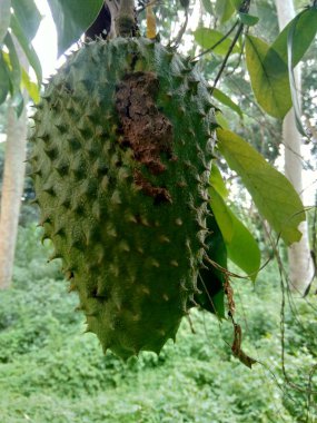 Bahçedeki ağaçta asılı duran kaynak suyu (Annona muricata L. / sirsak / durian belanda)