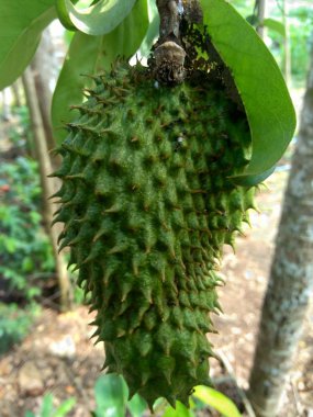 Bahçedeki ağaçta asılı duran kaynak suyu (Annona muricata L. / sirsak / durian belanda)