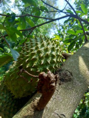 Bahçedeki ağaçta asılı duran kaynak suyu (Annona muricata L. / sirsak / durian belanda)