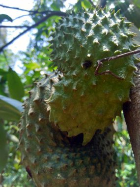 Bahçedeki ağaçta asılı duran kaynak suyu (Annona muricata L. / sirsak / durian belanda)