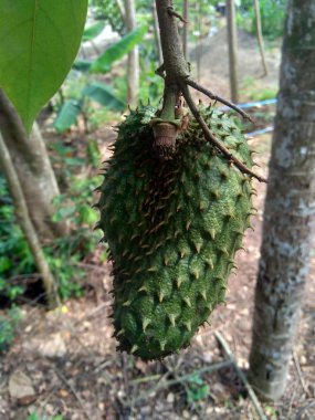 Bahçedeki ağaçta asılı duran kaynak suyu (Annona muricata L. / sirsak / durian belanda)