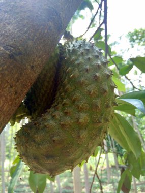 Bahçedeki ağaçta asılı duran kaynak suyu (Annona muricata L. / sirsak / durian belanda)