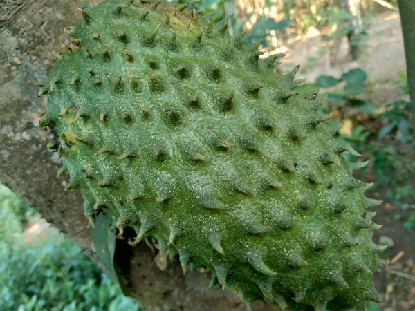 Soursop Annona Muricata Sirsak Durian Belanda Wiszący Drzewie Ogrodzie — Zdjęcie stockowe