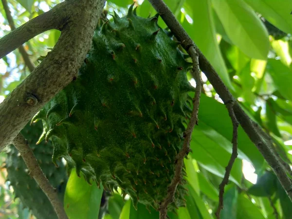 Soursop Annona Muricata Sirsak Durian Belanda Visící Stromě Zahradě — Stock fotografie