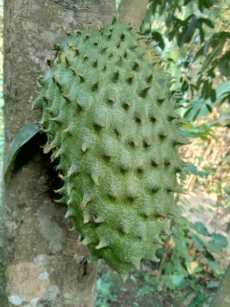 Soursop Annona Muricata Sirsak Durian Belanda Wiszący Drzewie Ogrodzie — Zdjęcie stockowe