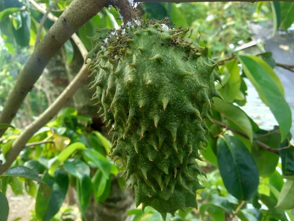 Soursop Annona Muricata Sirsak Durian Belanda Tergantung Pohon Kebun — Stok Foto