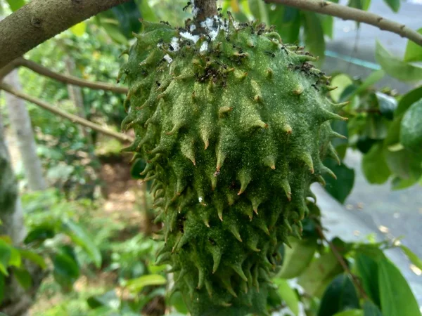 Soursop Annona Muricata Sirsak Durian Belanda Lóg Fán Kertben — Stock Fotó