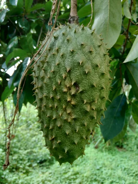 Soursop Annona Muricata Sirsak Durian Belanda Tergantung Pohon Kebun — Stok Foto