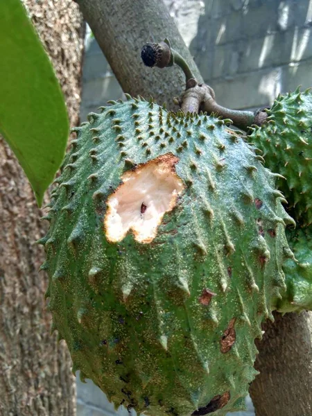 Soursop Annona Muricata Sirsak Durian Belanda Tergantung Pohon Kebun — Stok Foto