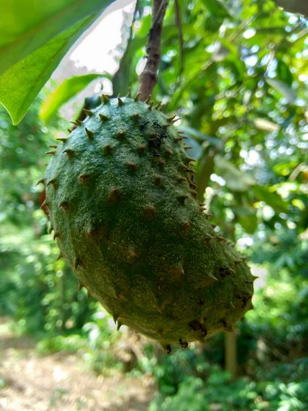 Soursop Annona Muricata Sirsak Durian Belanda Висящий Дереве Саду — стоковое фото