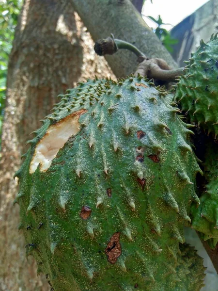 Soursop Annona Muricata Sirsak Durian Belanda Colgando Del Árbol Jardín — Foto de Stock