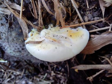 Bambu kökünde güzel doğal mantar.