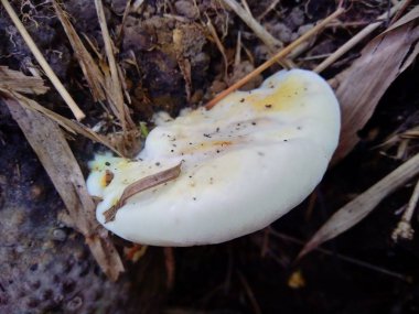 Bambu kökünde güzel doğal mantar.