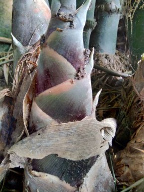 Yeni Bambu 'yu kapatın. Arka planda çekim yapın.