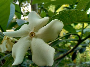 Bahçede izole edilmiş güzel beyaz çiçek