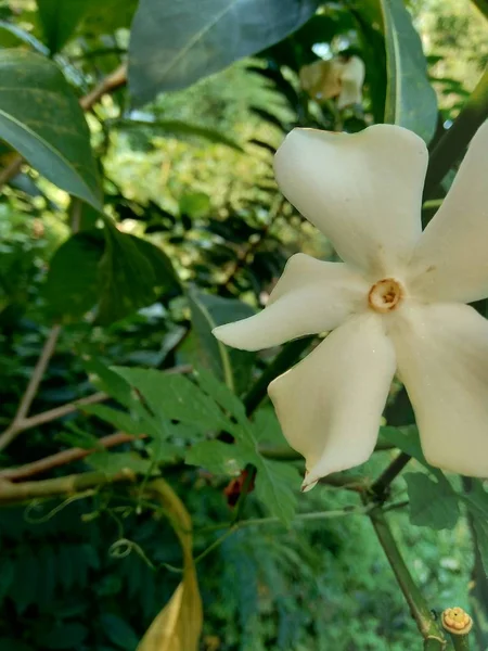 Vereinzelt Schöne Weiße Blume Garten — Stockfoto