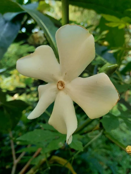 庭に隔離された美しい白い花 — ストック写真