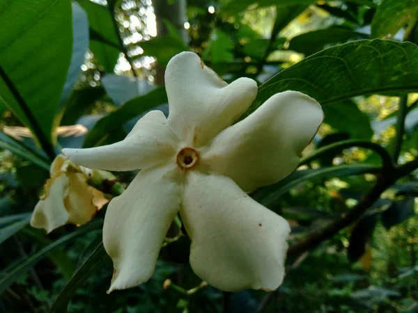 Aislado Hermosa Flor Blanca Jardín —  Fotos de Stock