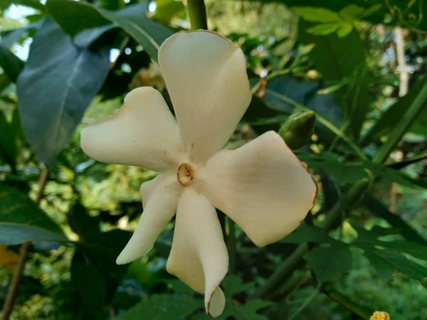 Απομονωμένο Όμορφο Λευκό Λουλούδι Στον Κήπο — Φωτογραφία Αρχείου