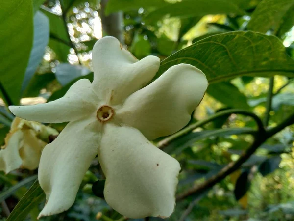 Isolada Bela Flor Branca Jardim — Fotografia de Stock