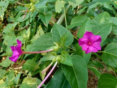 Doğa arka planında dört oktav bitkisi (Mirabilis jalapa L.)
