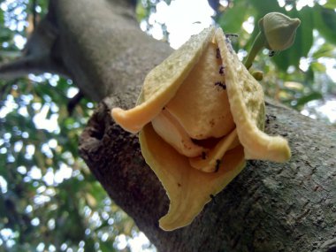 Kaynak meyvesi çiçeği, çiçek tacı hafifçe açılmış, çiçek hala ağaçta asılı.