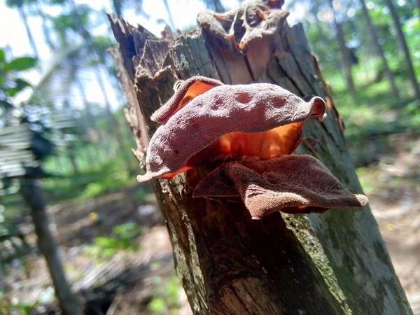 Oreja Judía Oreja Madera Negra Auricularia Auricula Hirneola Polytricha Creciendo — Foto de Stock