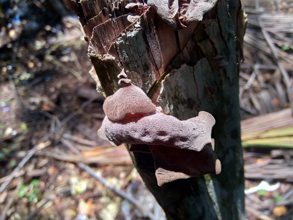 Oreja Judía Oreja Madera Negra Auricularia Auricula Hirneola Polytricha Creciendo —  Fotos de Stock