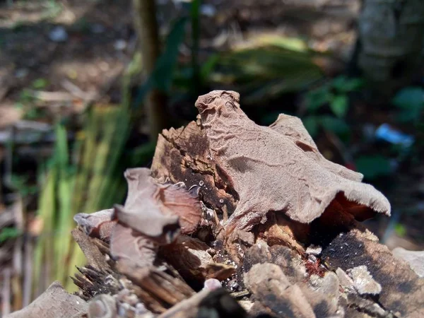 Jews Ear Black Wood Ear Auricularia Auricula Hirneola Polytricha Growing — 스톡 사진