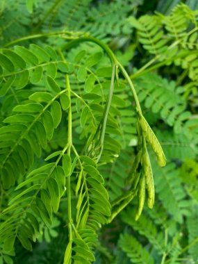 Leucaena löcocephala yaprakları ya da Çin petai, kemlandingan, lamtoro ve nadiren petai olarak da adlandırılabilir..