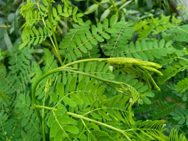 Leucaena Leucocephala Leaves Can Also Called Chinese Petai Kemlandingan Lamtoro — 스톡 사진