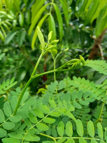 Leucaena Leucocephala Liści Lub Może Być Również Nazywany Chiński Petai — Zdjęcie stockowe