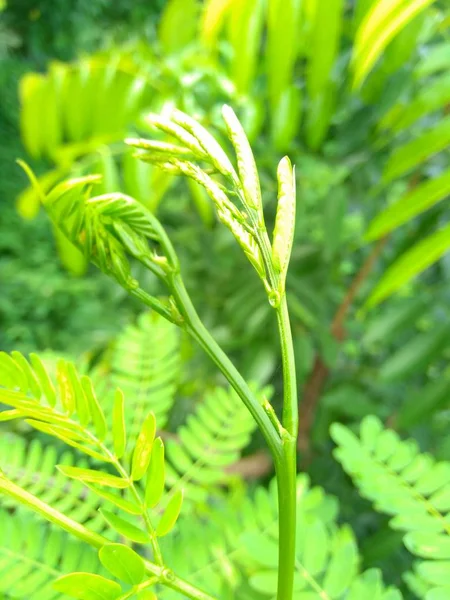Leucaena Leucocephalaの葉や 中国のペタイ ケムランディンガン ラモトロ セロンペタイとも呼ばれることができます — ストック写真