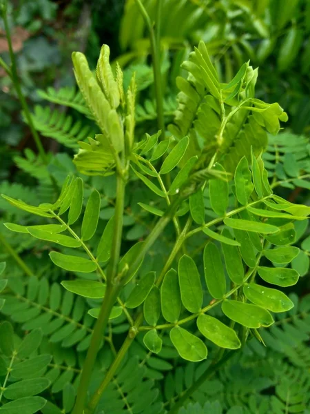 Leucaena Leucocephala Hojas También Puede Llamar Petai Chino Kemlandingan Lamtoro — Foto de Stock