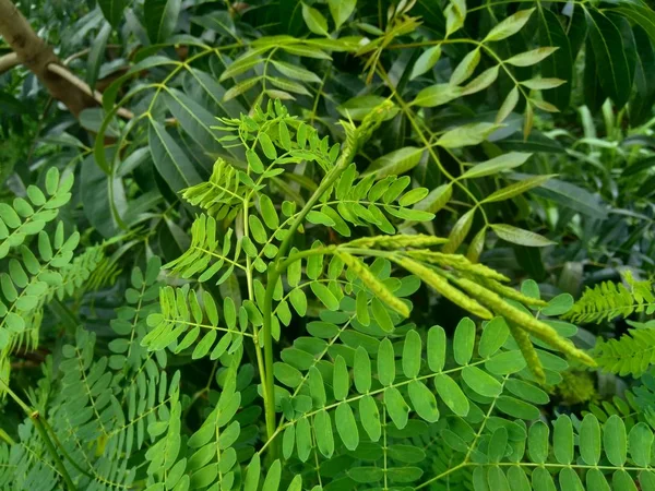 Leucaena Leucocephala Liści Lub Może Być Również Nazywany Chiński Petai — Zdjęcie stockowe