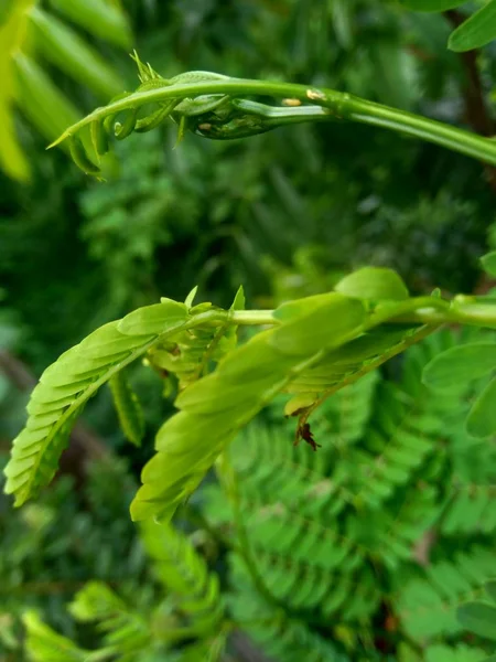 Leucaena Leucocephalaの葉や 中国のペタイ ケムランディンガン ラモトロ セロンペタイとも呼ばれることができます — ストック写真