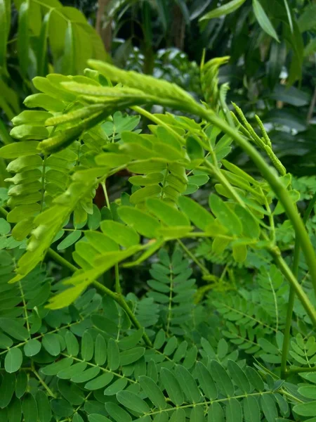 Leucaena Leucocephalaの葉や 中国のペタイ ケムランディンガン ラモトロ セロンペタイとも呼ばれることができます — ストック写真