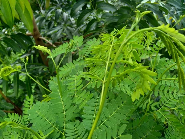 Leucaena Leucocephala Liści Lub Może Być Również Nazywany Chiński Petai — Zdjęcie stockowe