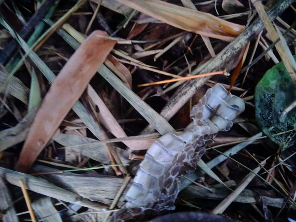 Snake skin in the nature. the skin on the bamboo