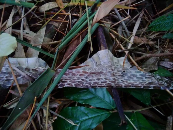 Snake skin in the nature. the skin on the bamboo