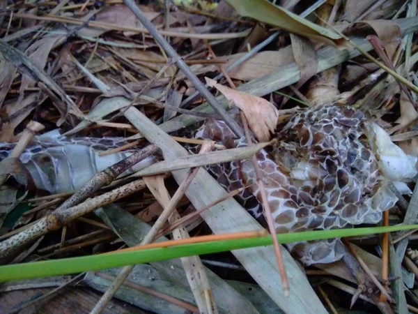 Snake skin in the nature. the skin on the bamboo