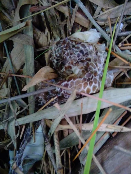 Snake skin in the nature. the skin on the bamboo