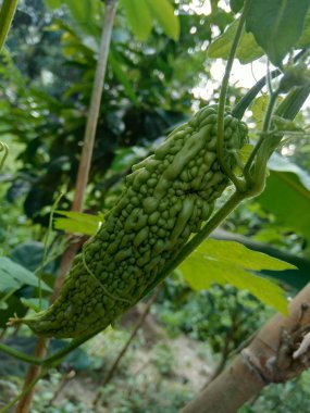 Acı kavun ya da Momordica Charantina L. Ağaçta asılı kalan pare olarak da bilinir.