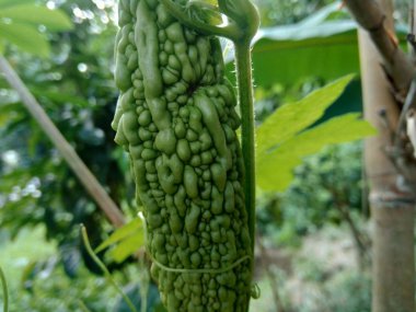 Acı kavun ya da Momordica Charantina L. Ağaçta asılı kalan pare olarak da bilinir.