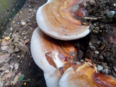 Ganoderma applanatumu ormanda yetişir. Hala bitkide asılı.