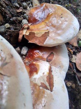 Ganoderma applanatumu ormanda yetişir. Hala bitkide asılı.