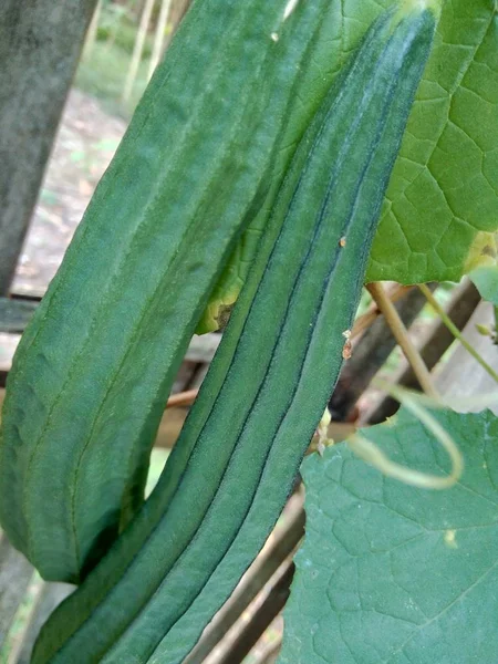 Groene Squash Luffa Luffa Acutangula Hangend Aan Boom — Stockfoto