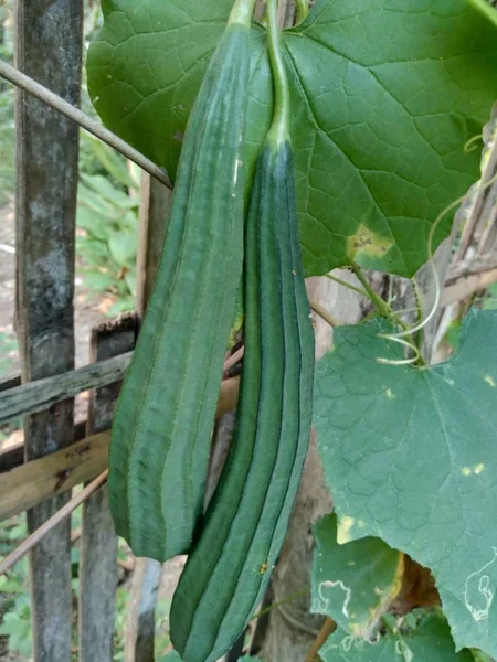 Luffa Aux Courges Vertes Luffa Acutangula Accroché Arbre — Photo