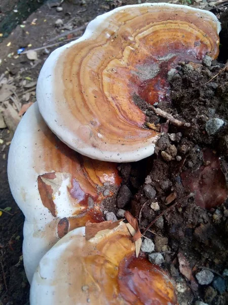 Ganoderma Applanatum Erdőben Fel Még Mindig Növényen Lóg — Stock Fotó