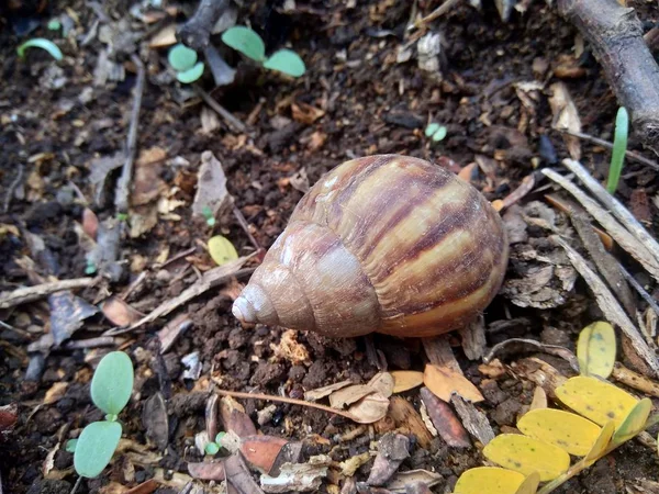 Escargot Achatina Fulica Dans Nature Cacher Dans Coquille — Photo